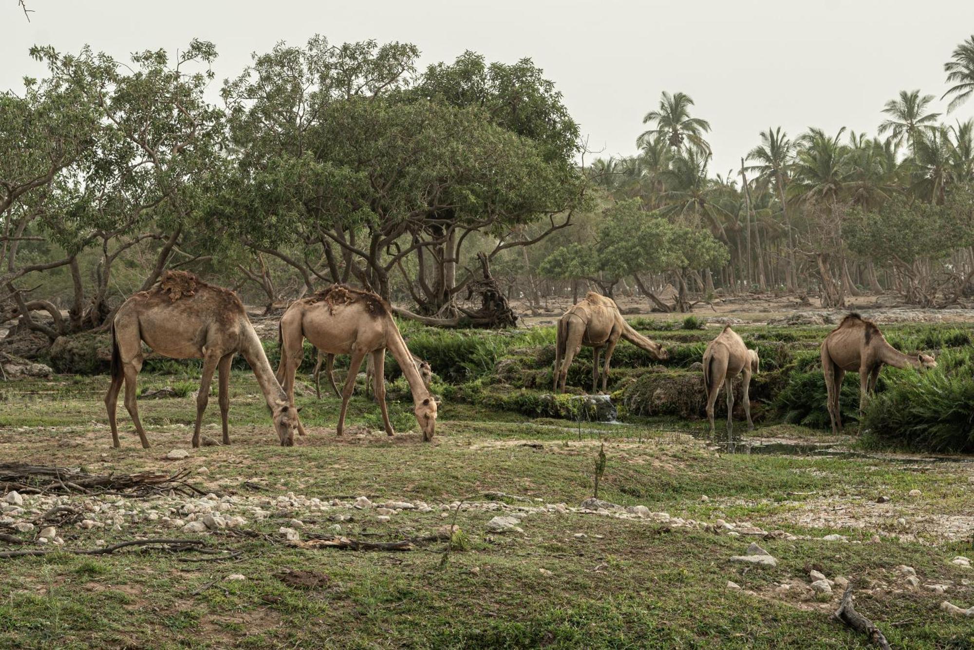 Fanar & Residences 5* Salalah